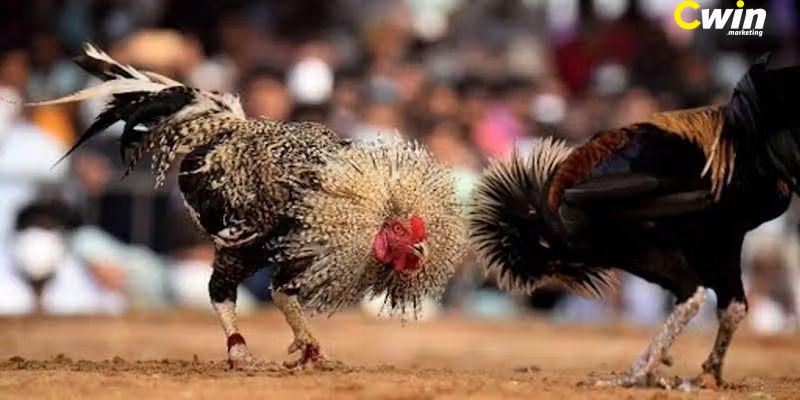 Đá gà Thomo - Top 5 kinh nghiệm chơi cực hay từ cao thủ BJ88 3 Tổng hợp nhiều bí quyết chơi đá gà Thomo hay từ cao thủ